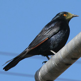 Onychognathus nabouroup (Pale-winged starling)