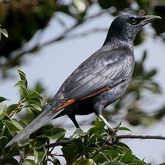 Onychognathus morio (Red-winged Starling)