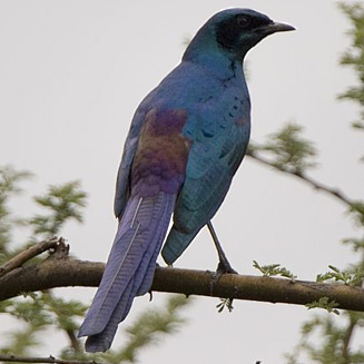 Lamprotornis mevesii (Meves's starling, Long-tailed starling)