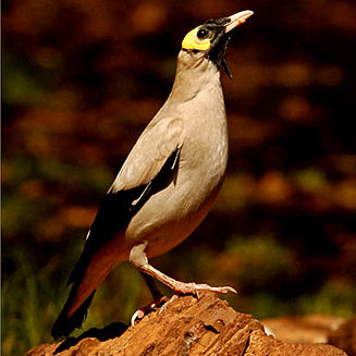 Creatophora cinerea (Wattled starling) 