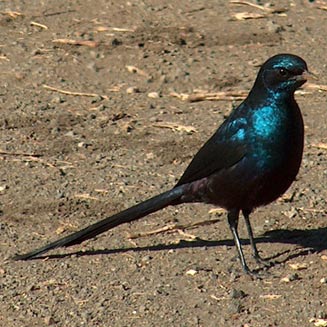 Lamprotornis mevesii (Meves's starling, Long-tailed starling) 