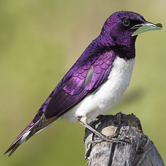Cinnyricinclus leucogaster (Violet-backed starling, Plum-coloured starling) 