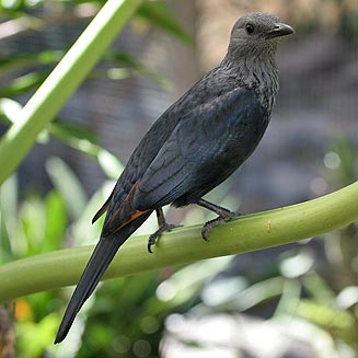 Onychognathus morio (Red-winged Starling)