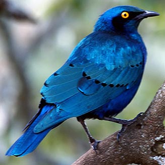 Lamprotornis elisabeth (Miombo Blue-eared starling, Lesser blue-eared starling) 