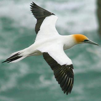 Morus serrator (Australian gannet)