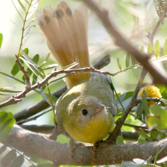 Erythrocercus livingstonei (Livingstone's flycatcher) 