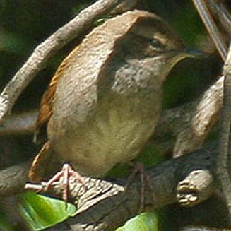 Bradypterus barratti (Barratt's warbler) 
