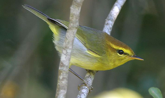 Phylloscopus ruficapilla (Yellow-throated woodland-warbler, Yellow-throated warbler) 