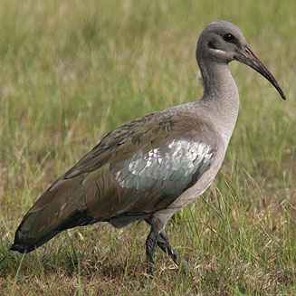 Bostrychia hagedash (Hadeda ibis)