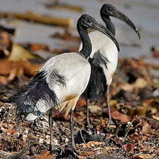 Threskiornis aethiopicus (African sacred ibis, Sacred ibis)