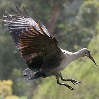 Bostrychia hagedash (Hadeda ibis)