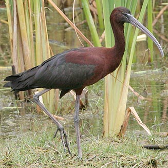 Plegadis falcinellus (Glossy ibis)