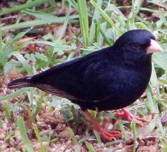 Vidua funerea (Dusky indigobird, Variable indigobird, Black widowfinch) 