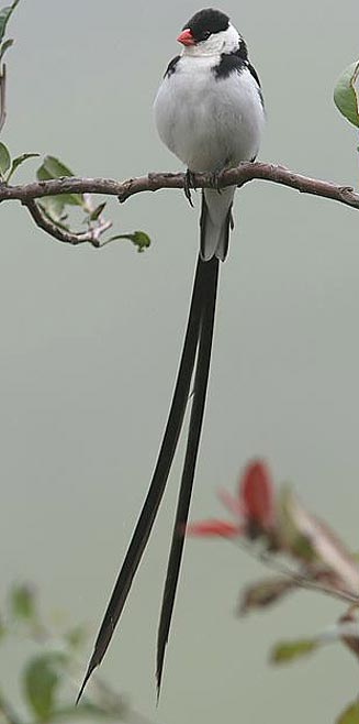 Vidua macroura (Pin-tailed whydah) 