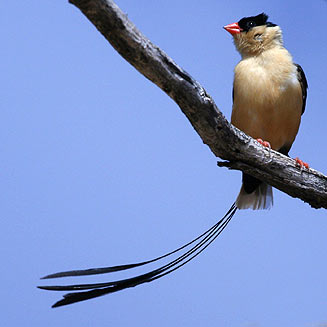 Vidua regia (Shaft-tailed whydah)
