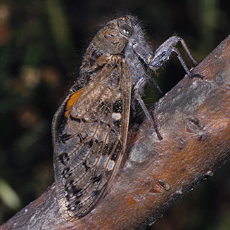 Male cicada Capcicada decora