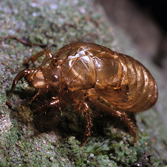 Shed skin of a cicada nymph