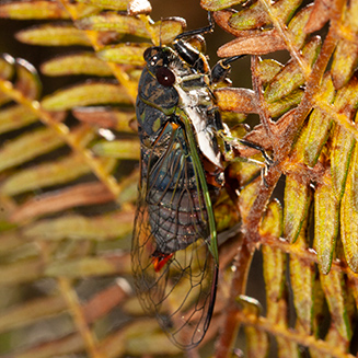 adults cicada, Tsitsikamma Hiking Trail