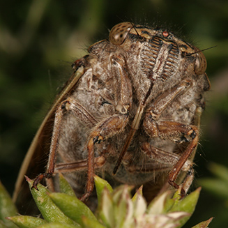 Adult cicada in fynbos, Kleinmond