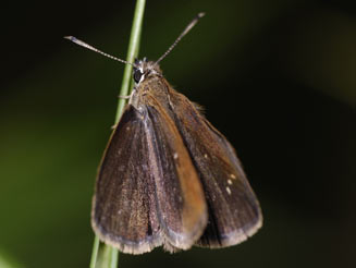Astictopterus inornatus (Modest sylph)