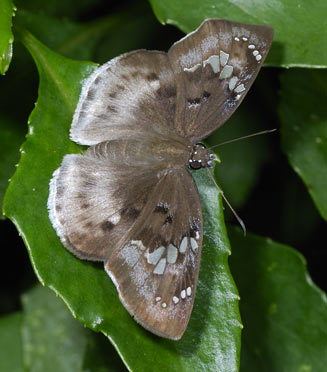 Tagiades flesus (Clouded flat, clouded forester, clouded skipper)