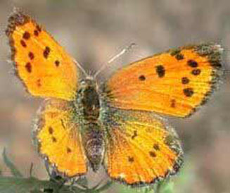 Lycaena orus (Western sorrel copper)
