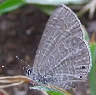 Pseudonacaduba sichela (Dusky blue)