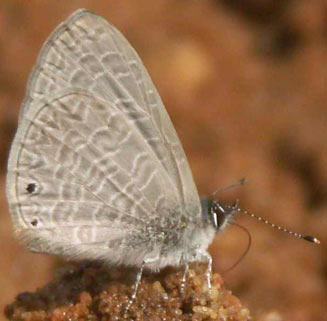 Pseudonacaduba sichela (Dusky blue)