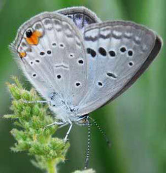 Cupidopsis cissus (Common meadow blue)