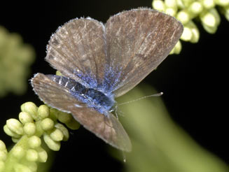 Azanus moriqua (Thorn-tree blue)