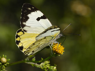 Belenois zochalia (Forest white)