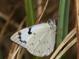 Belenois zochalia (Forest white)