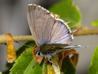 Cacyreus virilis (Mocker bronze, Mocker blue)