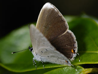Eicochrysops hippocrates (White-tipped blue)