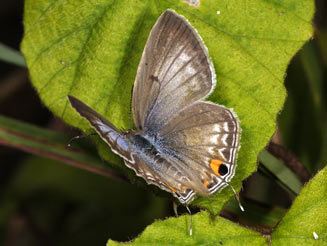 Euchrysops barkeri (Barker's smoky blue)