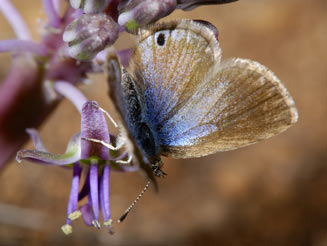 Harpendyreus noquasa (Marsh blue)