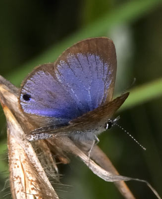 Harpendyreus noquasa (Marsh blue)