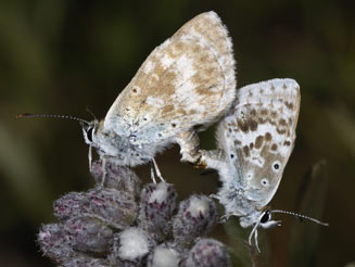Lepidochrysops pephredo (Escourt blue)