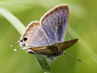 Lampides boeticus (Long-tailed blue)