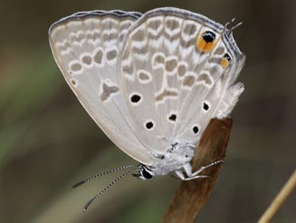 Lepidochrysops glauca (Silver blue)  