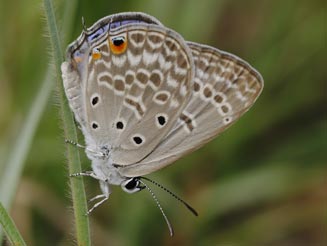Lepidochrysops patricia (Patrician blue) 