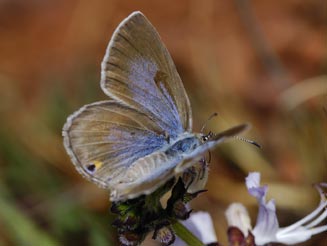 Lepidochrysops praeterita (Highveld blue)