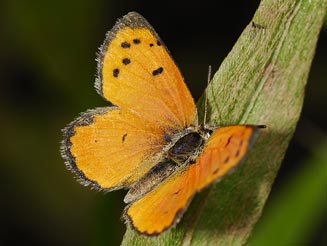 Lycaena clarki (Eastern sorrel copper) 