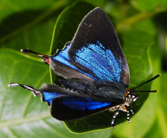 Myrina dermaptera (Lesser fig-tree bue, Scarce fig-tree blue)