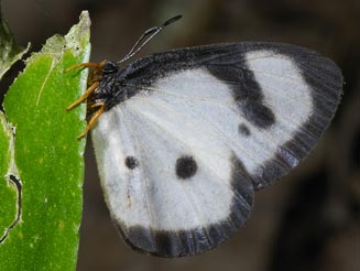 Ornipholidotos peucetia (White mimic)