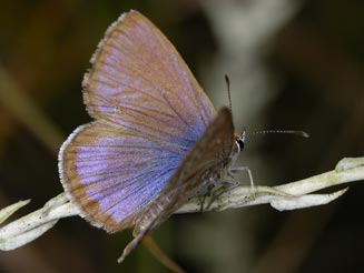 Orachrysops ariadne (Karkloof blue)