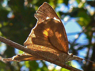 Libythea labdaca (African snout butterfly)