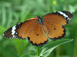 Danaus chrysippus (African monarch)  