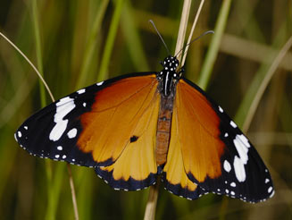 Danaus chrysippus (African monarch)
