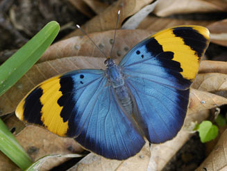 Euphaedra neophron (Gold-banded forester)